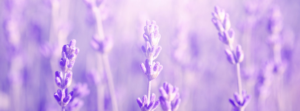 field lavender morning