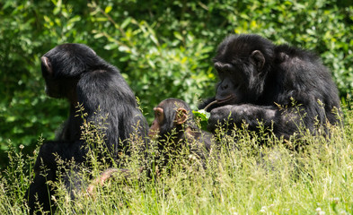 Chimpanzé à dos argenté
