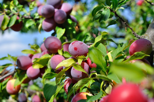  close-up of ripe plums on a tree branch in the orchard