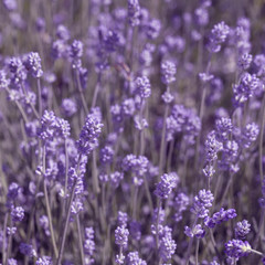 field lavender morning