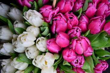 Fototapeta premium Purple flowers in a pot against a dark street macro background