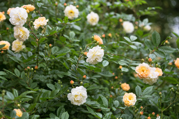 rambling or climbing rose "Ghislaine de F&eacute;ligonde" with clusters of small flowers in salmon pink, apricot and yellow, bred in France by Turbat