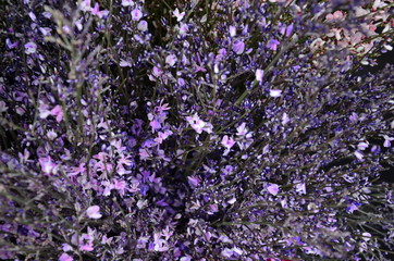 Purple flowers in a pot against a dark street macro background