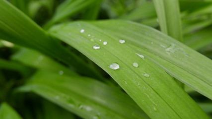 leaf water droplet