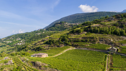 Cultivations in Valtellina, vineyards and terracing