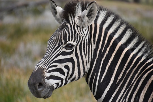 Portrait of a beautiful zebra on a meadow in South Africa