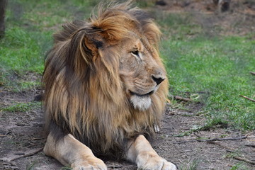 Beautiful portrait of a big lion in South Africa