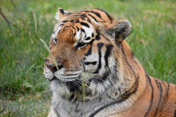 Fototapeta na wymiar Portrait of a beautiful Sibirian Tiger in South Africa