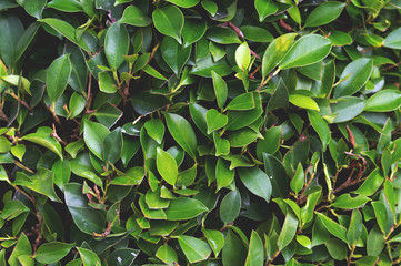 green leaf background. over light