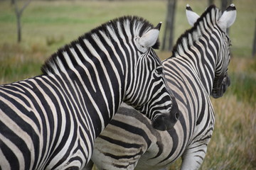 Fototapeta na wymiar Two beautiful zebras on a meadow in South Africa