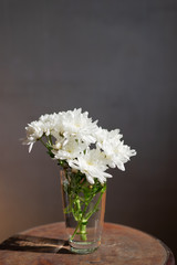 White Chrysanthemum flowers in ceramic cup on wooden table over dark background with sunlight, nature still life shot concept