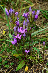 Deutscher Enzian, Gentianella germanica,