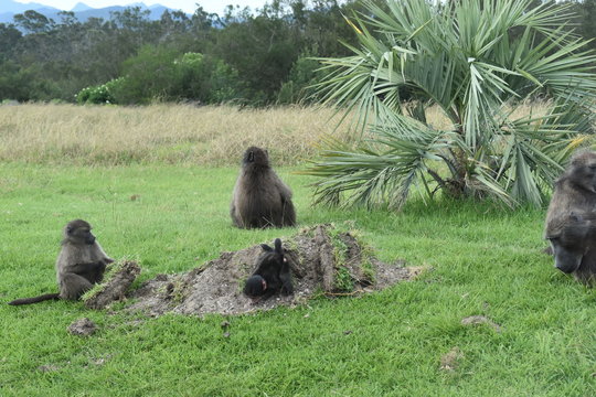 Brown baboons are playing on a meadow in South Africa