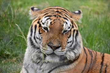 Fototapeta na wymiar Portrait of a beautiful Sibirian Tiger in South Africa