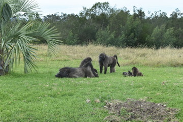 Brown baboons are playing on a meadow in South Africa