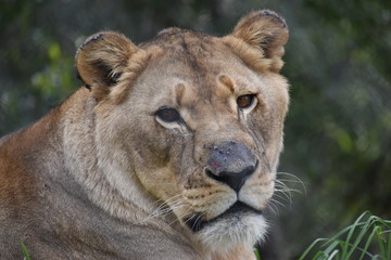 Beautiful portrait of a big female lion in South Africa