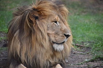 Beautiful portrait of a big lion in South Africa