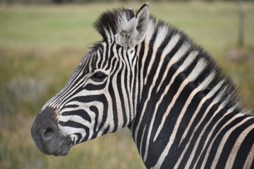 Naklejka na ściany i meble Portrait of a beautiful zebra on a meadow in South Africa