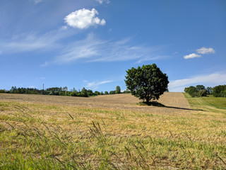 view of a lonely tree in the yellow field with forest trees in the background with blue sky and single cloud