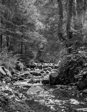 Fototapeta forest landscape with rocks on a sunny day black and white