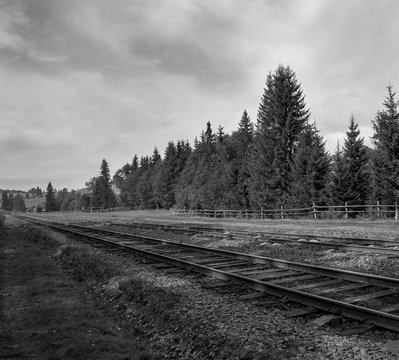 Fototapeta black and white  landscape of a railway in a summer day