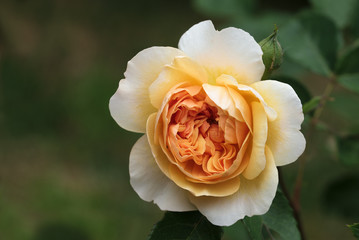 beautiful rose blossom in creamy apricot orange, the english rose port sunlight is a musk hybrid bred by David Austin, green background with copy space