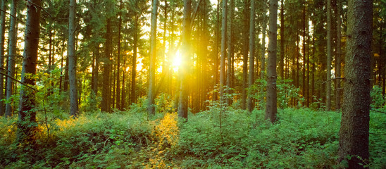 Green forest at sunset.