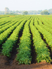 top view on a green field with potatoes