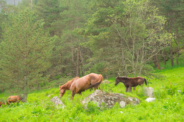 light brown horse of a mare grazes with a dark colt on a green grass against a background of a pine forest on a bright sunny day
