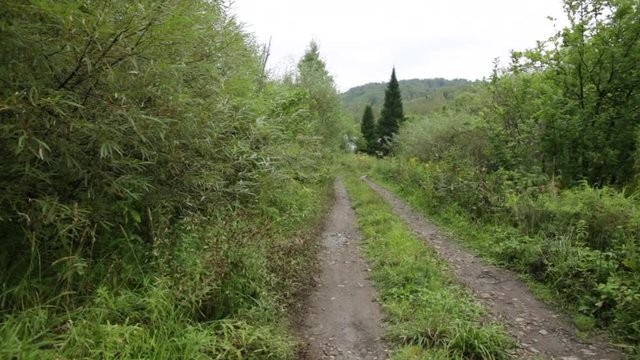 Road throught Wild Forest in Russia - pan