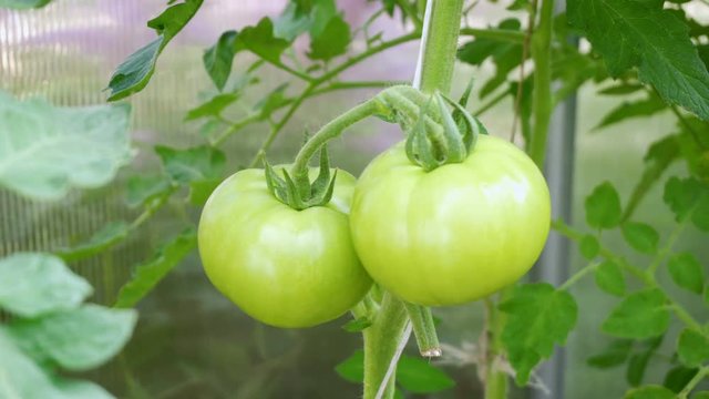Green tomato grow in hothouse, closeup