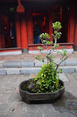 Fototapeta na wymiar bonsai vietnam