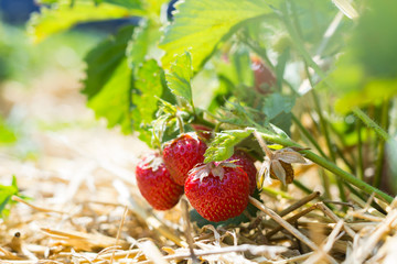 ripe strawberries on a plantation, the rows between which are covered with straw. Cultivation...