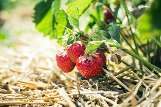 ripe strawberries on straw in the field. Organic berry, grown without application of chemistry