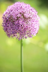 Purple allium flower