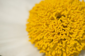 Details of California tree poppy flowers