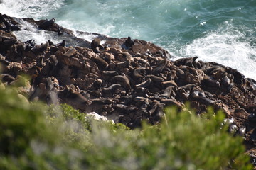 Wonderful landscape with many seals at the hiking trail at Robberg Nature Reserve in Plettenberg...