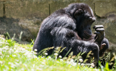 Chimpanzé à dos argenté
