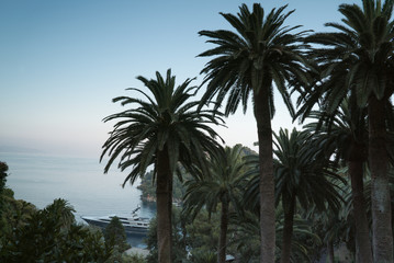 Fototapeta na wymiar Palms at sea beach
