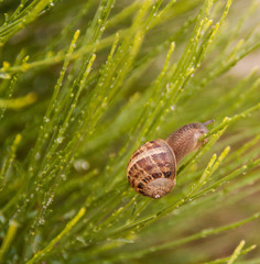 escargot,petit gris,dans les feuillages du jardin