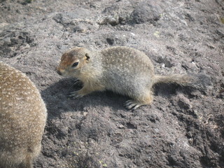 Камчатка. Еврашка.