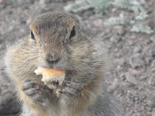 Камчатка. Еврашка.