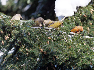 Crossbill (Loxia curvirostra).