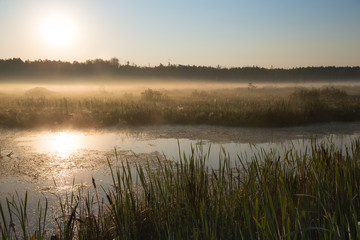 Rising sun above trees. Backgrounds for quotes