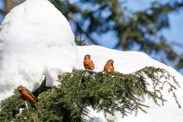 Crossbill (Loxia curvirostra).