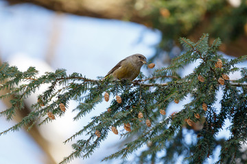 Crossbill (Loxia curvirostra).