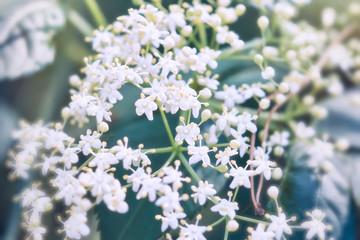 Floral background, white elderberry flowers close-up, spring natural background, macro