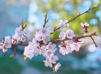 Fototapeta premium Beautiful white flowers of an apricot tree on a sunny morning in the open space close-up, floral background artistic image