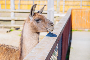 lama at zoo close up. sunny day