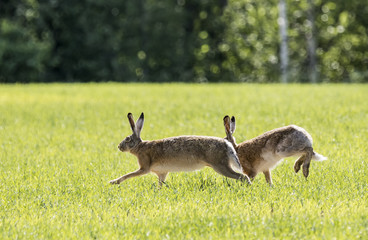 Obraz na płótnie Canvas Two European hares running on the field